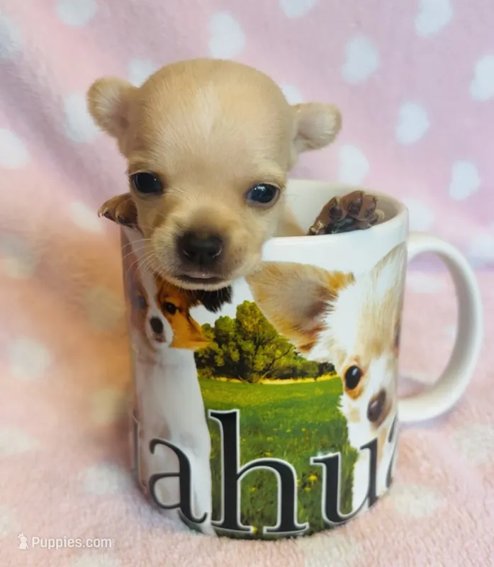 Nugget – Chihuahua puppy for sale in Vilonia, AR