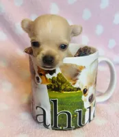 Nugget, a female Chihuahua for sale in Vilonia, AR – 1 of 4