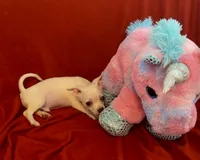 Remi , a male Chihuahua for sale in Vilonia, AR – 2 of 9