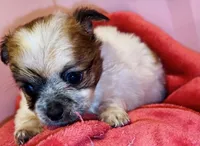 Biscuit , a male Chihuahua for sale in Vilonia, AR – 8 of 10