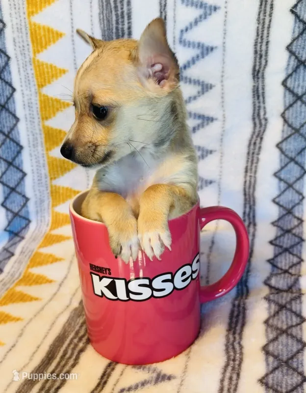 Flower – Chihuahua puppy for sale in Vilonia, AR