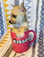 Flower, a female Chihuahua for sale in Vilonia, AR – 1 of 4