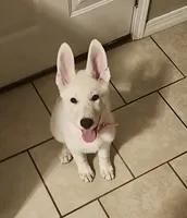 Angel, a female German Shepherd Dog for sale in Vilonia, AR – 2 of 4