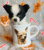 Teddy, a male Chihuahua for sale in Vilonia, AR – Photo 1 of 4