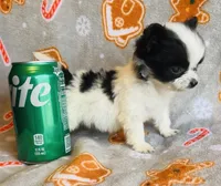 Teddy, a male Chihuahua for sale in Vilonia, AR – Photo 2 of 4