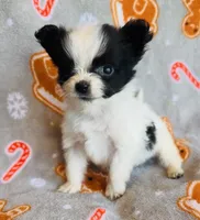 Teddy, a male Chihuahua for sale in Vilonia, AR – Photo 4 of 4