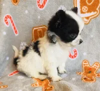 Teddy, a male Chihuahua for sale in Vilonia, AR – Photo 3 of 4