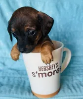 Maple, a female Miniature Dachshund for sale in Vilonia, AR – Photo 1 of 2