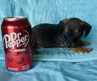 Maple, a female Miniature Dachshund for sale in Vilonia, AR – Photo 2 of 2