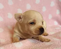 Boujee , a male Chihuahua for sale in Vilonia, AR – 4 of 4