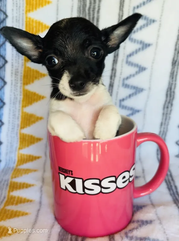 Mouse  – Chihuahua puppy for sale in Vilonia, AR