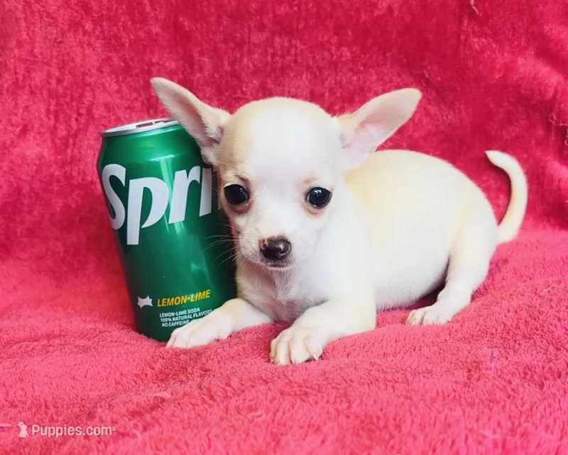Rio – Chihuahua puppy for sale in Vilonia, AR