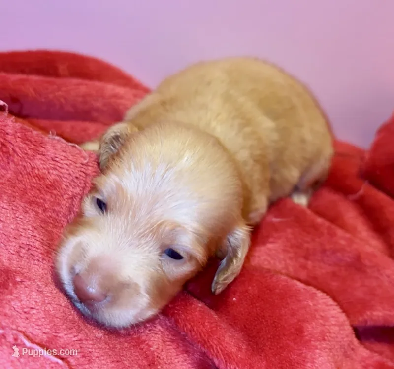 Sunny – Miniature Dachshund puppy for sale in Vilonia, AR