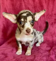 Jupiter , a male Chihuahua for sale in Vilonia, AR – 6 of 7