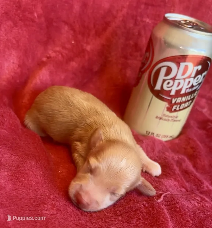 Butterscotch  – Miniature Dachshund puppy for sale in Vilonia, AR