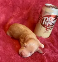Butterscotch , a male Miniature Dachshund for sale in Vilonia, AR – 1 of 2