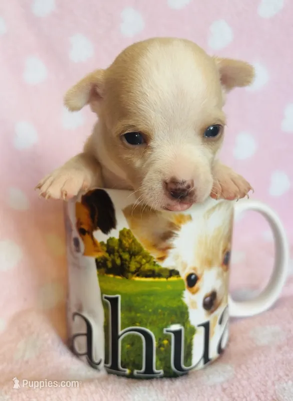 Nacho – Chihuahua puppy for sale in Vilonia, AR