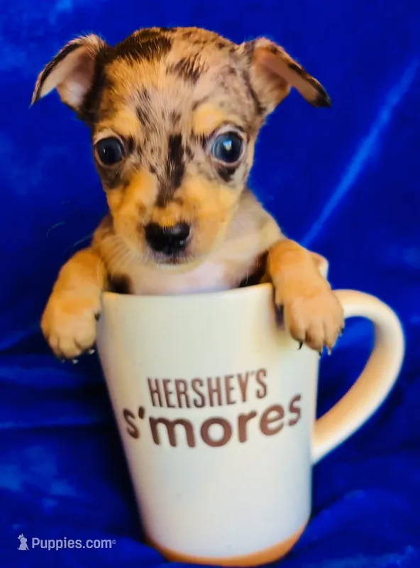 Spike – Chihuahua puppy for sale in Vilonia, AR