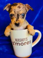 Spike, a male Chihuahua for sale in Vilonia, AR – 1 of 3