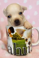 Boujee , a male Chihuahua for sale in Vilonia, AR – 2 of 4
