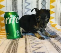 Cricket, a female Chihuahua for sale in Vilonia, AR – 2 of 5
