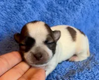 Biscuit, a male Chihuahua for sale in Vilonia, AR – 3 of 6