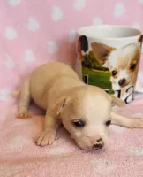 Rio, a male Chihuahua for sale in Vilonia, AR – 2 of 4
