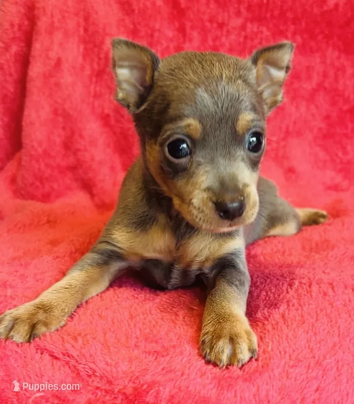 Zuko – Miniature Pinscher puppy for sale in Vilonia, AR