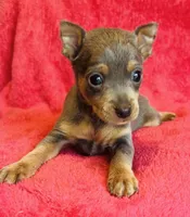 Zuko, a male Miniature Pinscher for sale in Vilonia, AR – 1 of 4