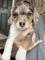 BJ, a male Poodle - Toy  for sale in Katy, TX – 2 of 4