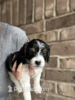 BJ – Poodle - Toy  puppy for sale in Katy, TX
