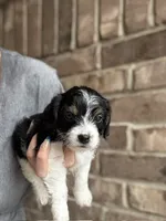 BJ, a male Poodle - Toy  for sale in Katy, TX – 1 of 4