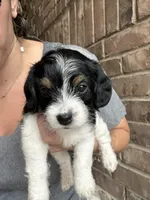 BJ, a male Poodle - Toy  for sale in Katy, TX – 4 of 4