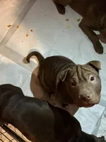 Chocolate female, a female Chinese Shar-Pei and American Pit Bull Terrier for sale in Kansas City, MO – Photo 3 of 4