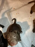 Chocolate female, a female Chinese Shar-Pei and American Pit Bull Terrier for sale in Kansas City, MO – Photo 2 of 4