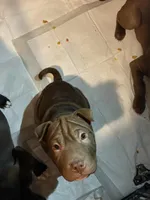 Chocolate female, a female Chinese Shar-Pei and American Pit Bull Terrier for sale in Kansas City, MO – Photo 4 of 4