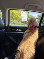 Theodore , a male Cockapoo for sale in Lebanon, PA – 2 of 5
