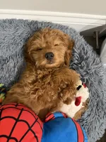 Theodore , a male Cockapoo for sale in Lebanon, PA – 3 of 5