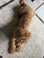 Theodore , a male Cockapoo for sale in Lebanon, PA – 4 of 5