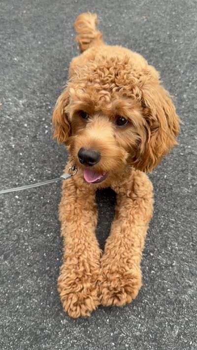 Theodore , a male Cockapoo for sale in Lebanon, PA – 5 of 5