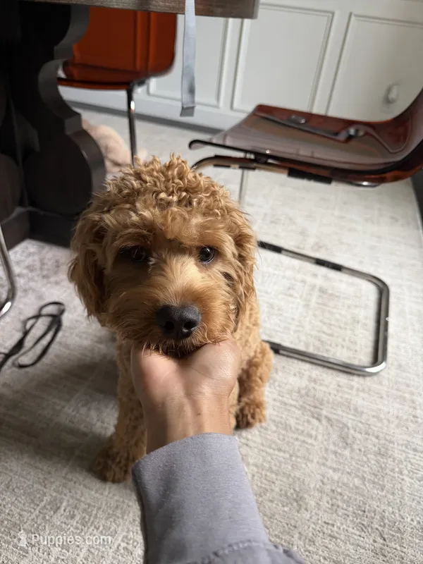 Theodore  – Cockapoo puppy for sale in Lebanon, PA