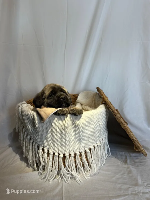 LARA – English Mastiff puppy for sale in Plymouth, IN