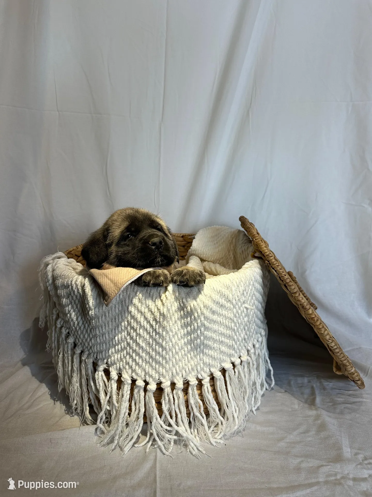 LARA, a female English Mastiff for sale in Plymouth, IN – Photo 1 of 4