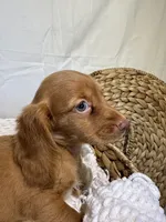 DAHLIA, a female Miniature Dachshund for sale in Plymouth, IN – 3 of 5