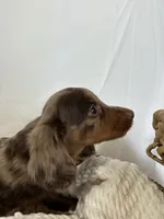 CORBIN, a male Miniature Dachshund for sale in Plymouth, IN – 2 of 4