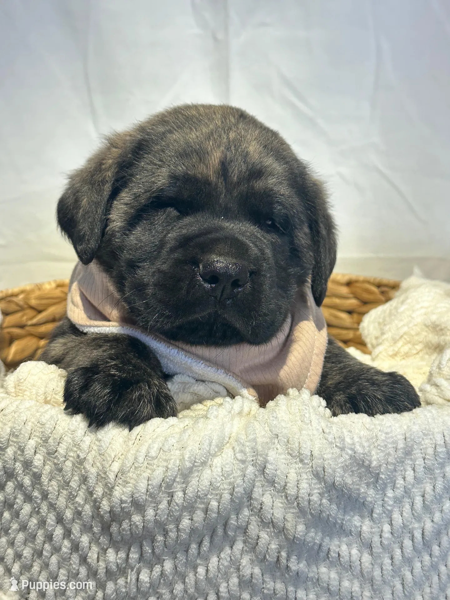 LEO , a male English Mastiff for sale in Plymouth, IN – Photo 2 of 4