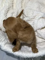 ZENDAYA , a female Miniature Dachshund for sale in Plymouth, IN – 5 of 5