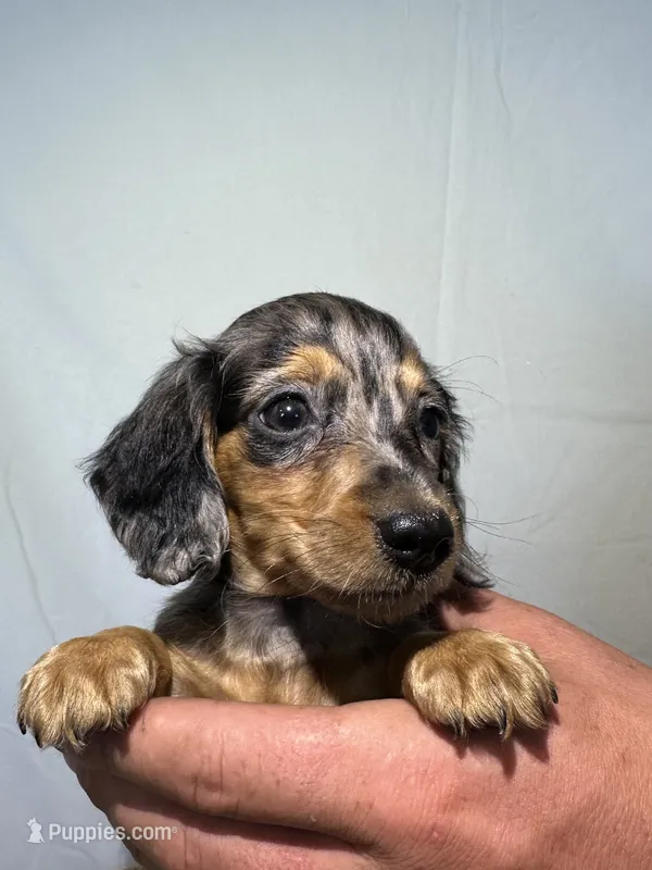 ZOEY  – Miniature Dachshund puppy for sale in Plymouth, IN