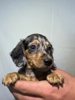 ZOEY , a female Miniature Dachshund for sale in Plymouth, IN – 1 of 5