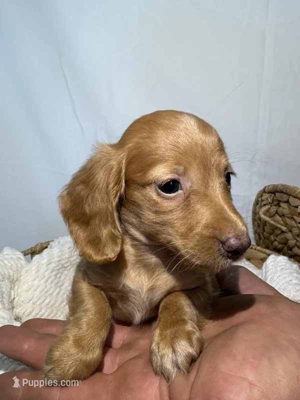 ZACK – Miniature Dachshund puppy for sale in Plymouth, IN